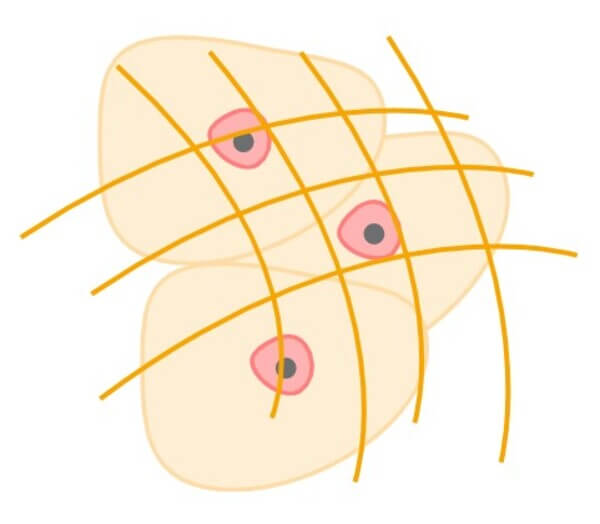 Extracellulaire matrix